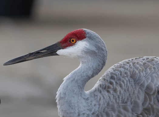 Bird:Hvhbgr7pzsg= Crane