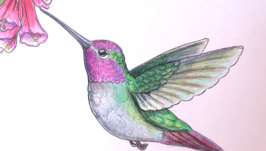 Art:--Ofob53rgk= Hummingbird