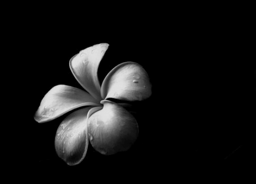 Clip Art:2njvzkrymp8= Black and White Flowers