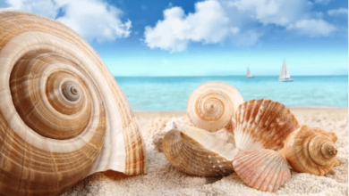 Clip Art:7nynyjrn8zo= Sea Shells