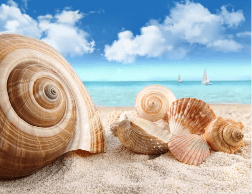 Clip Art:7nynyjrn8zo= Sea Shells