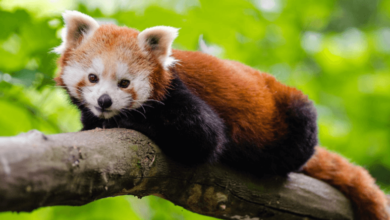 Baby:5b9rxgeycnu= Red Panda