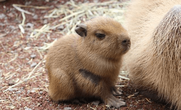 Baby:-5b45i71y_K= Capybara