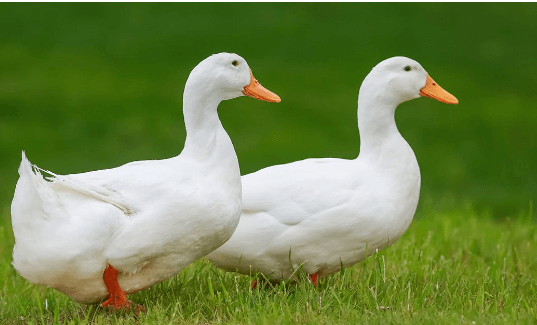 Clipart:1pbp54ha4qe= Duck