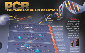 Learning Through Art: Pcr