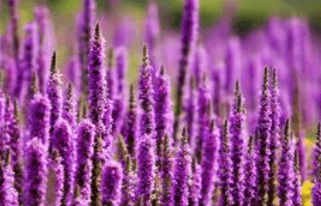 Drawing:9v3j_Brlxnk= Purple Loosestrife