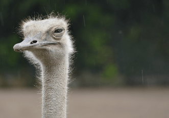 Baby:71ozupcg_Rg= Ostrich