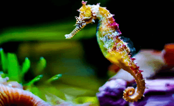 Clipart:1foboynbrss= Seahorse