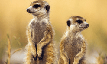 Clipart:1ibjdcs6jeo= Meerkat