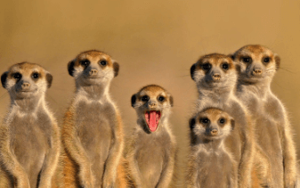 Clipart:1ibjdcs6jeo= Meerkat