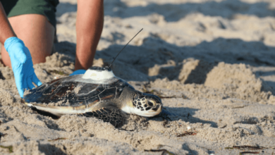 Baby:30fvwuw-Wgo= Green Sea Turtle