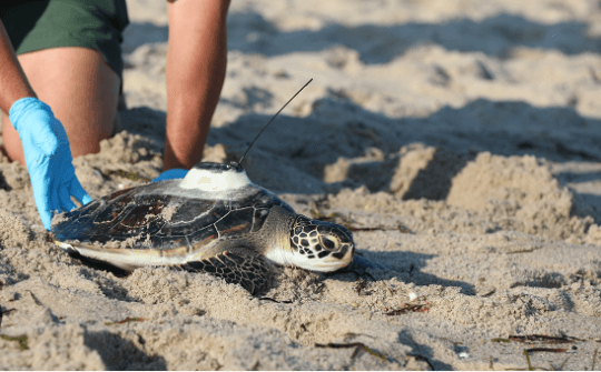 Baby:30fvwuw-Wgo= Green Sea Turtle