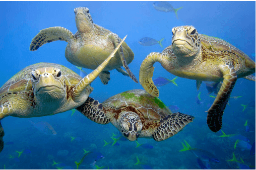 Baby:30fvwuw-Wgo= Green Sea Turtle