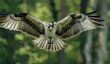 Bird:4brwczkj7em= Osprey