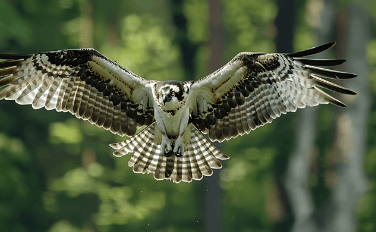 Bird:4brwczkj7em= Osprey