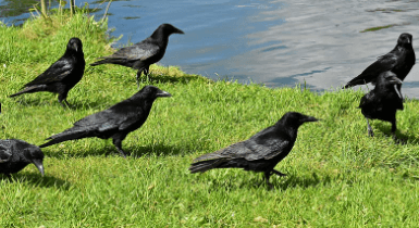 Bird:5n0ztekbthg= Ravens