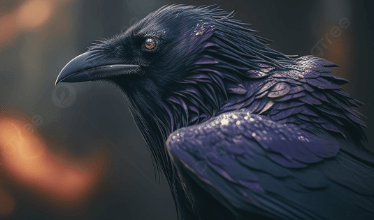 Bird:5n0ztekbthg= Ravens