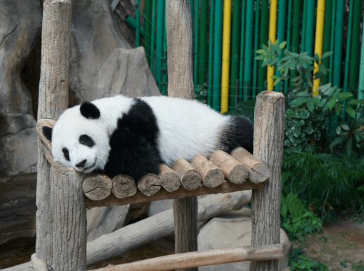 Cute:Xrdp1hlwwai= Panda