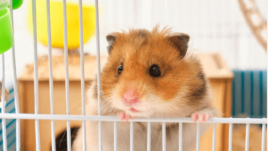 Baby:7dmfm6_Kvdq= Hamster