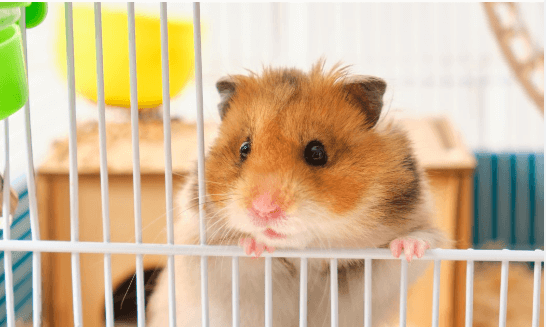 Baby:7dmfm6_Kvdq= Hamster