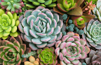 Aesthetic:Zebmdz3dxmq= Succulents