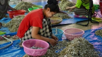 market impact of luciyalowe