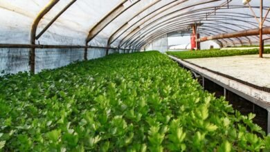 senadinforic s transformative sector impact