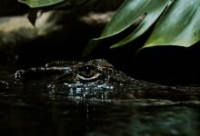 transaction monitoring and benchmarking