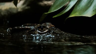 transaction monitoring and benchmarking