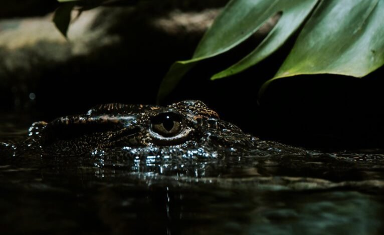 transaction monitoring and benchmarking